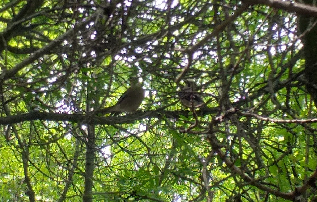 Eurasian Jay - ML575813891