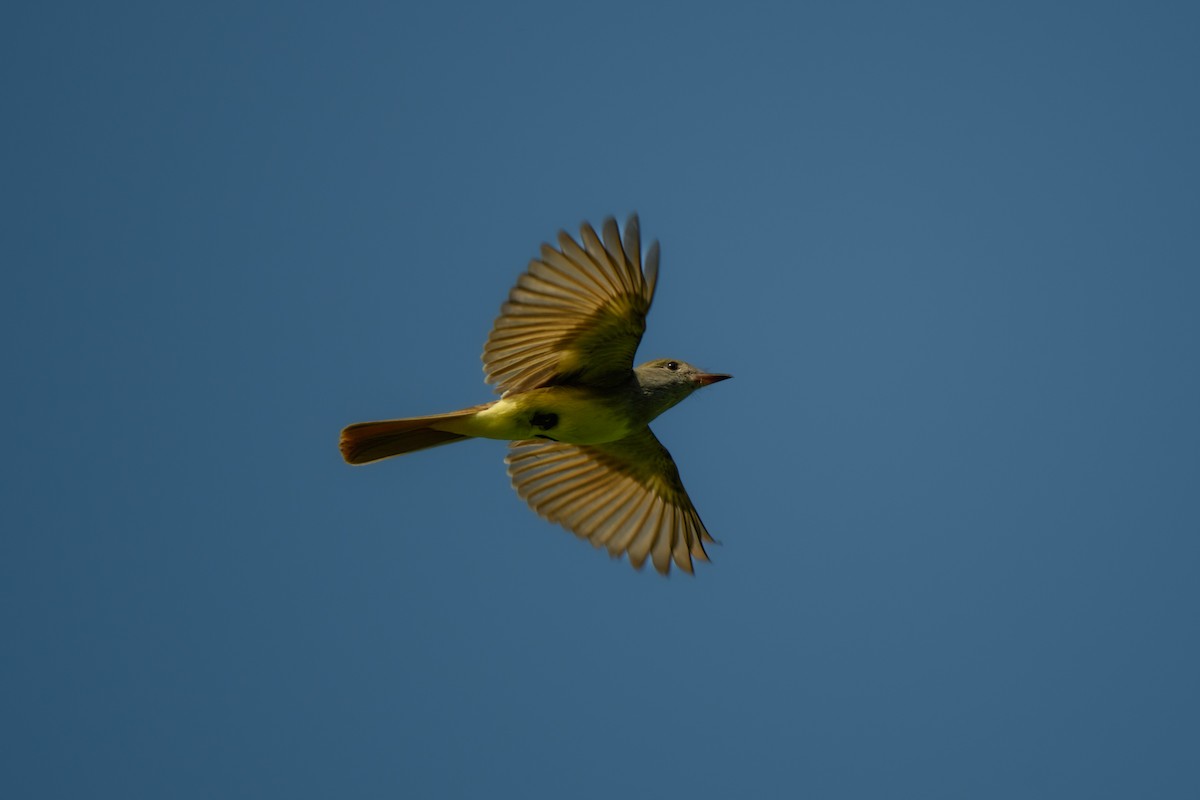 Great Crested Flycatcher - ML575815171