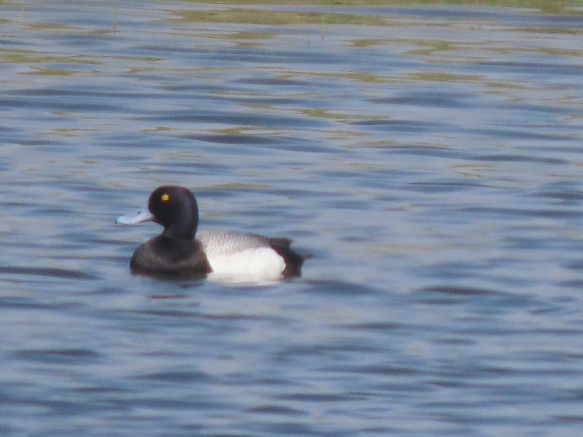 Greater Scaup - ML575815981