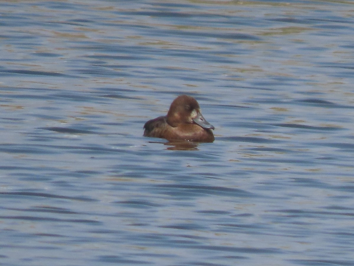 Greater Scaup - ML575815991
