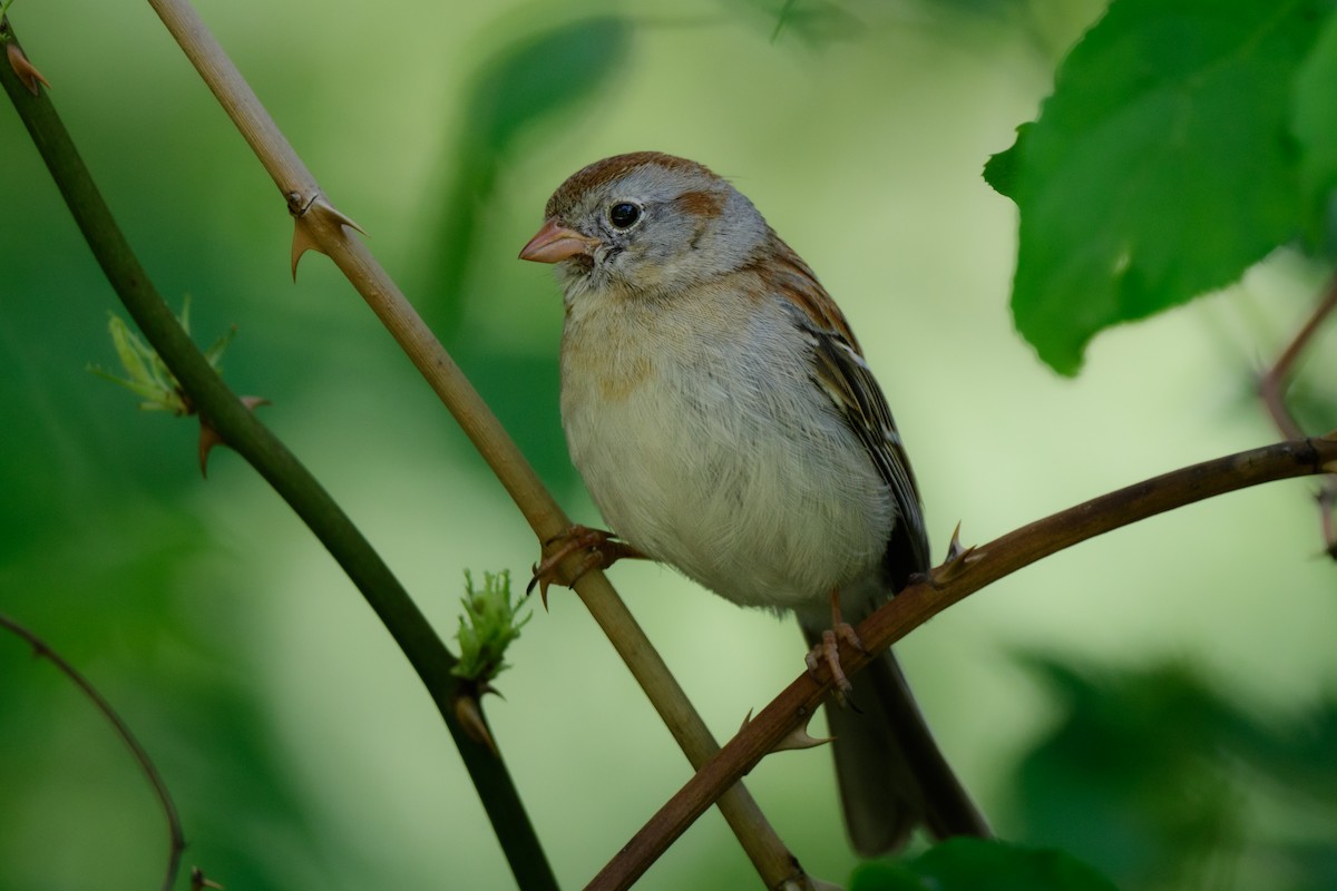 Field Sparrow - ML575816341