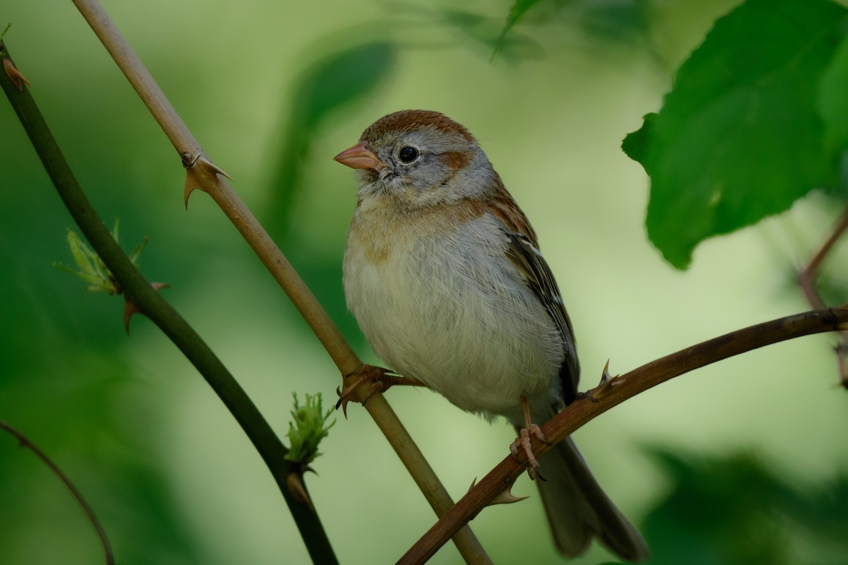 Field Sparrow - ML575816351