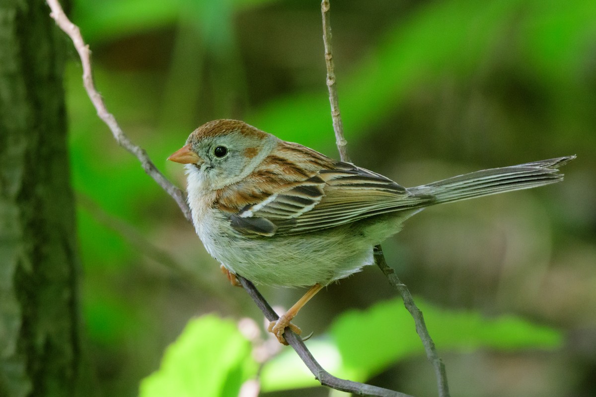 Field Sparrow - ML575816361