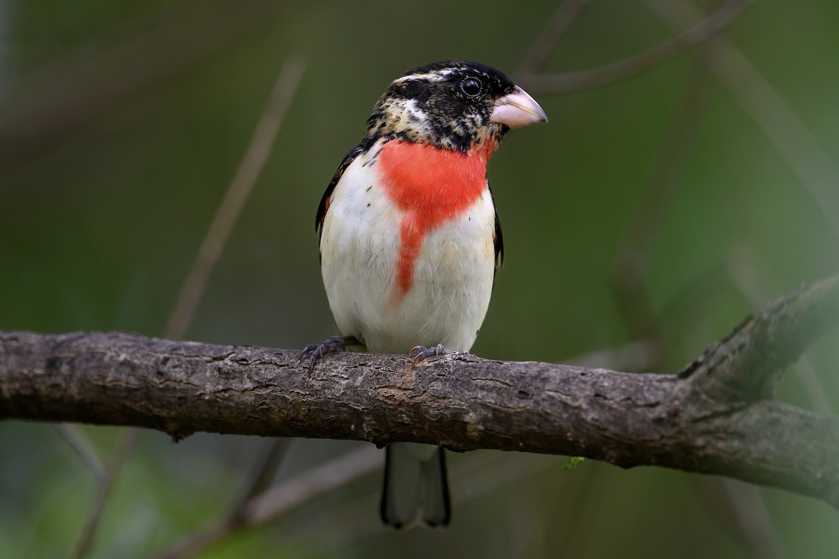 Rose-breasted Grosbeak - ML575816581