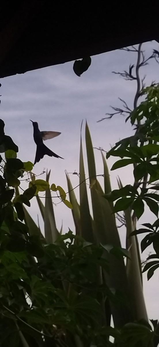 kolibřík vlaštovčí - ML575818111