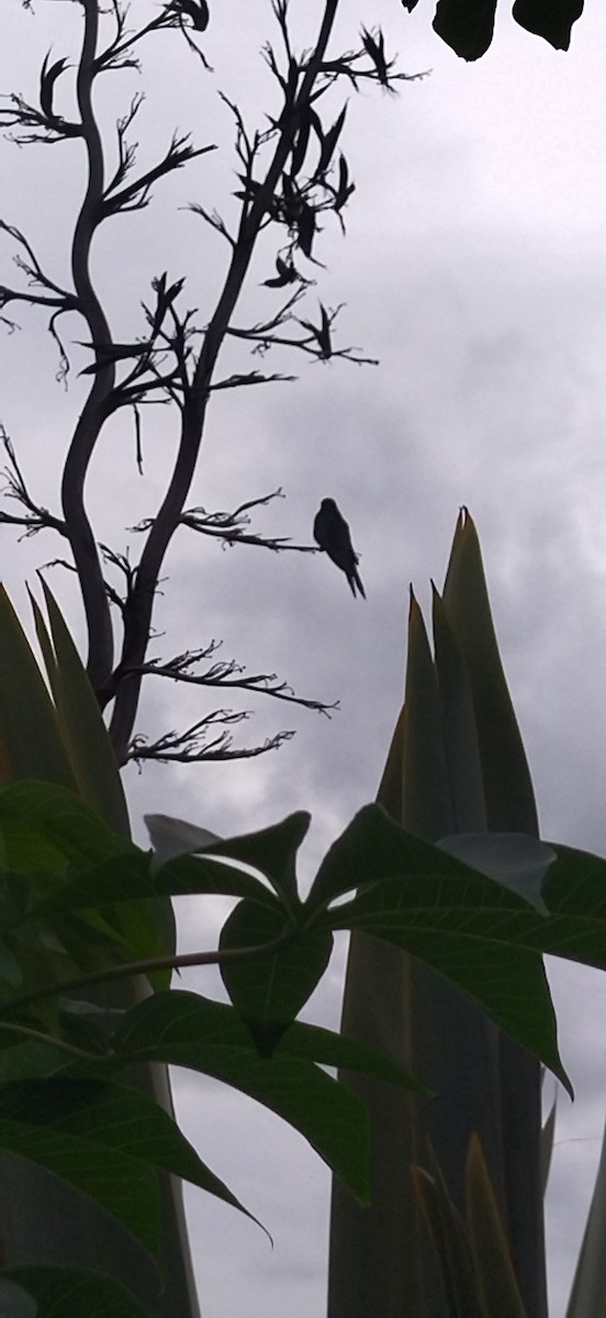 Swallow-tailed Hummingbird - Alvaro Saralegui