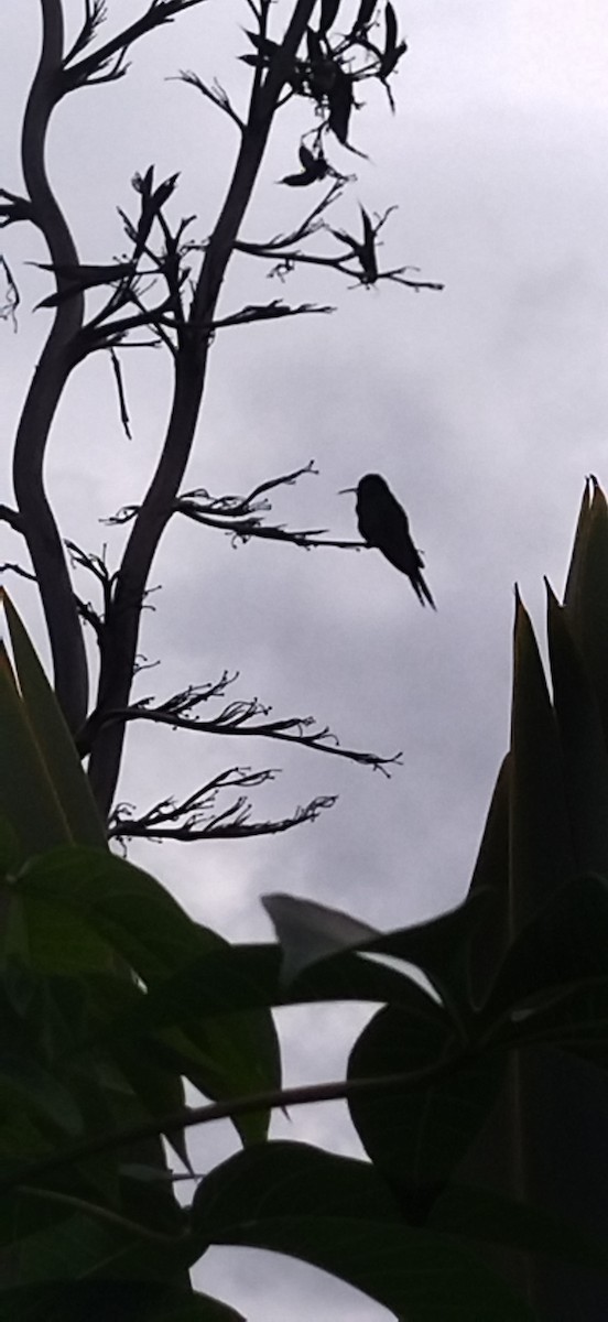 Swallow-tailed Hummingbird - Alvaro Saralegui