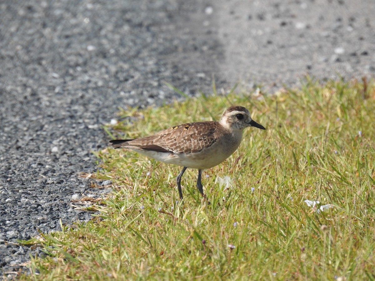 American Golden-Plover - ML575818191