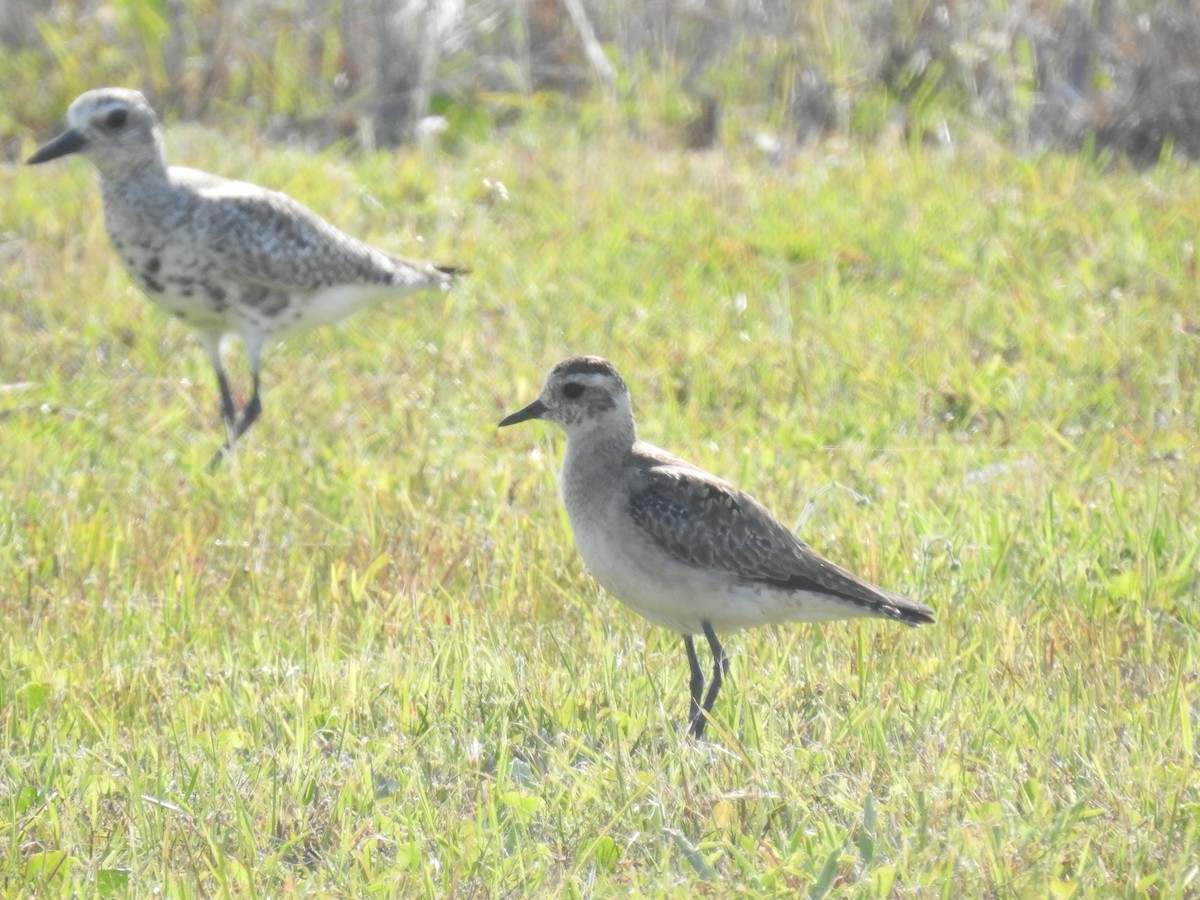 American Golden-Plover - ML575818201