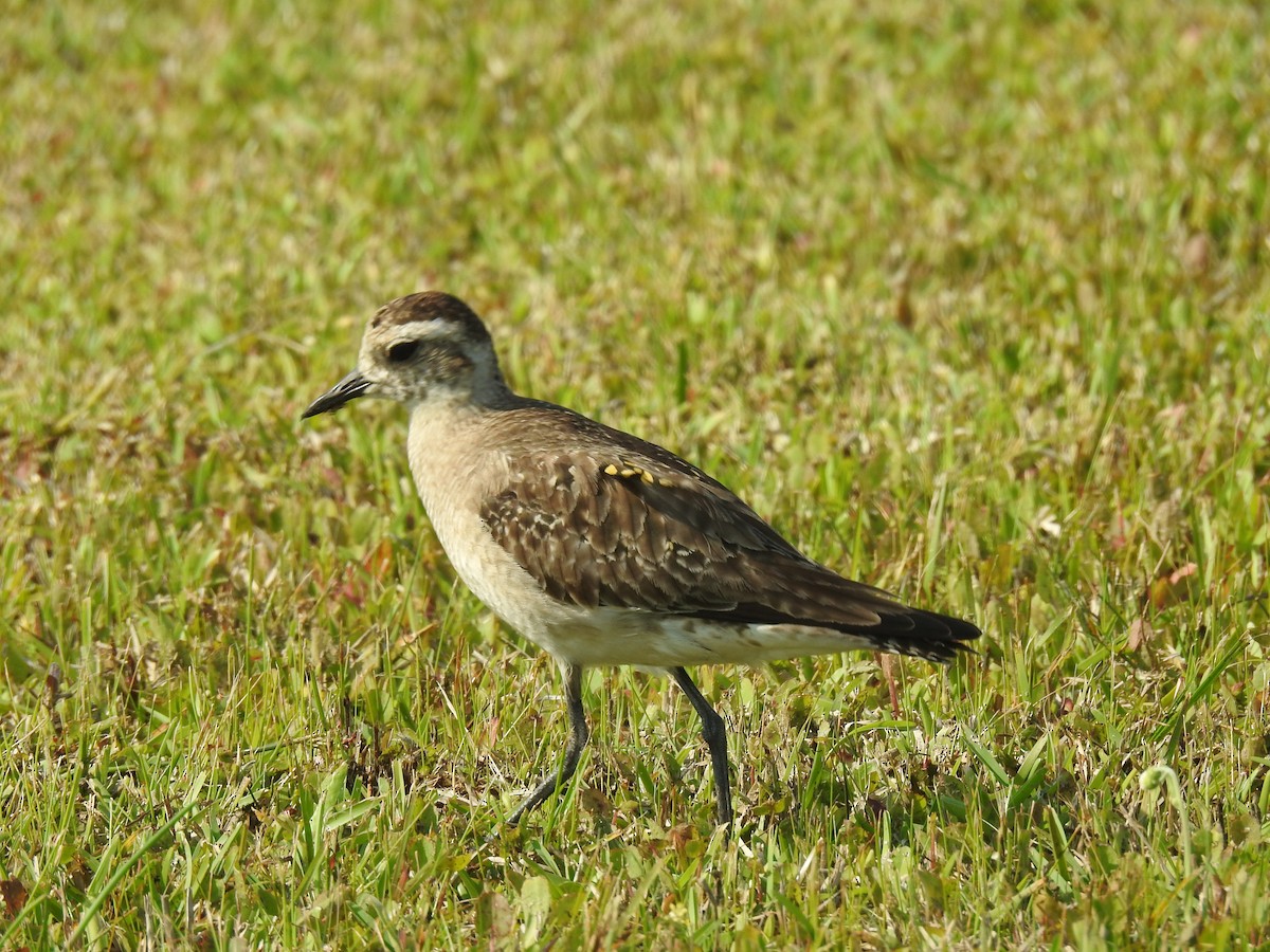 American Golden-Plover - ML575818211