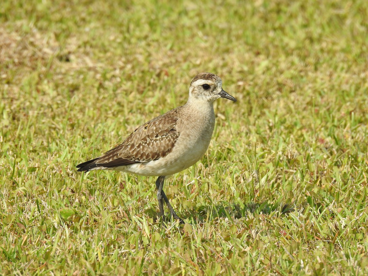 American Golden-Plover - ML575818221
