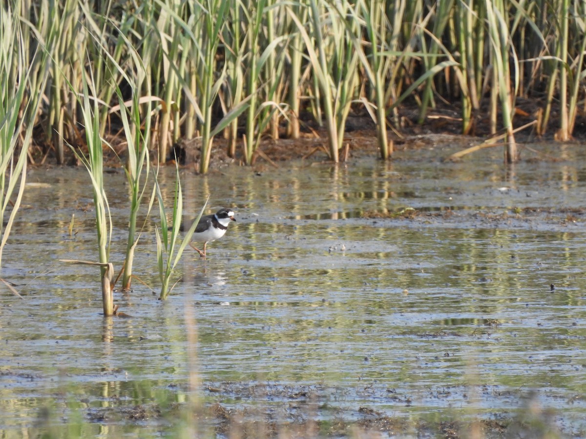 Semipalmated Plover - ML575818301