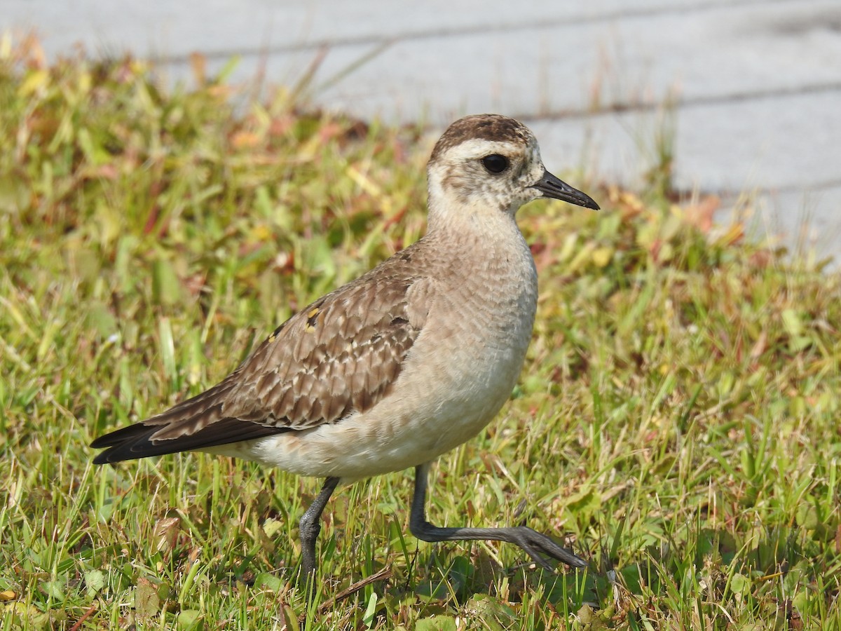 American Golden-Plover - ML575818331