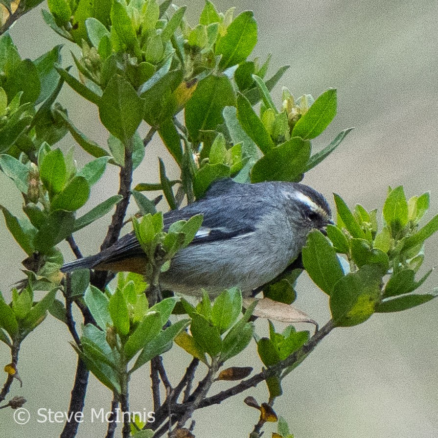 Cinereous Conebill - Steve McInnis