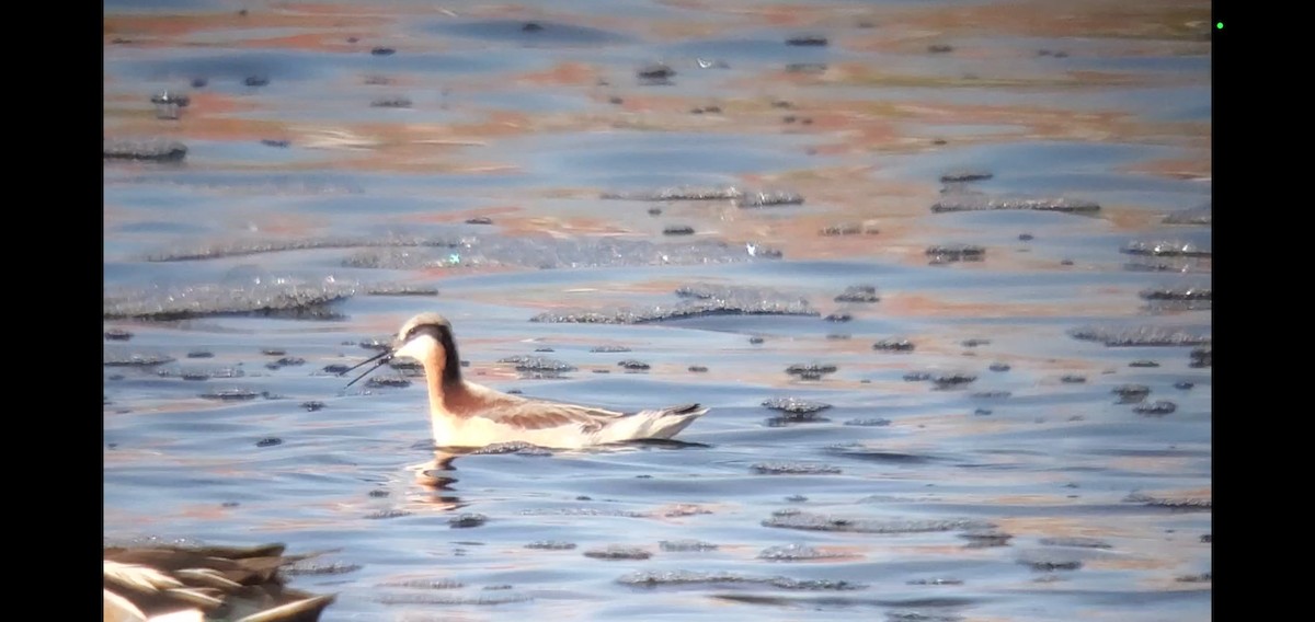 Wilson's Phalarope - ML575818741