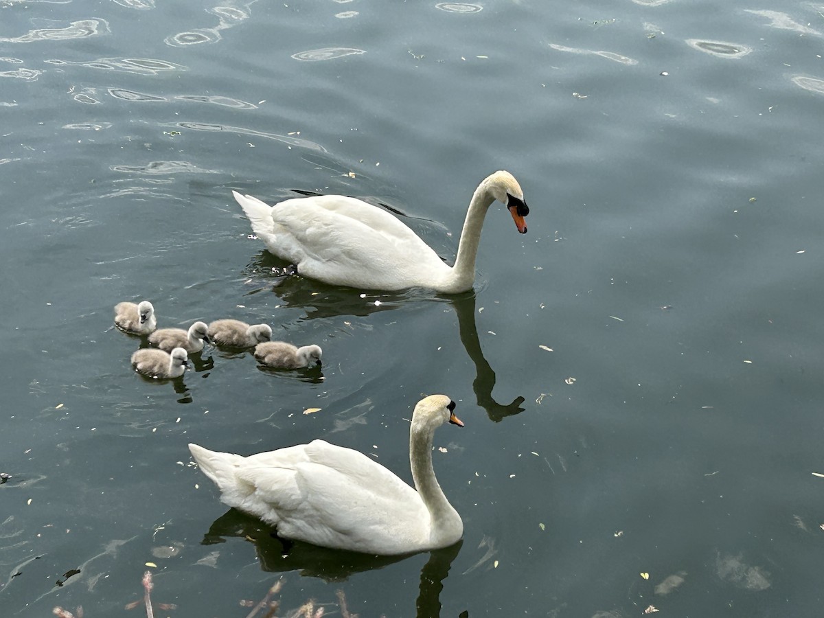 Mute Swan - ML575819031