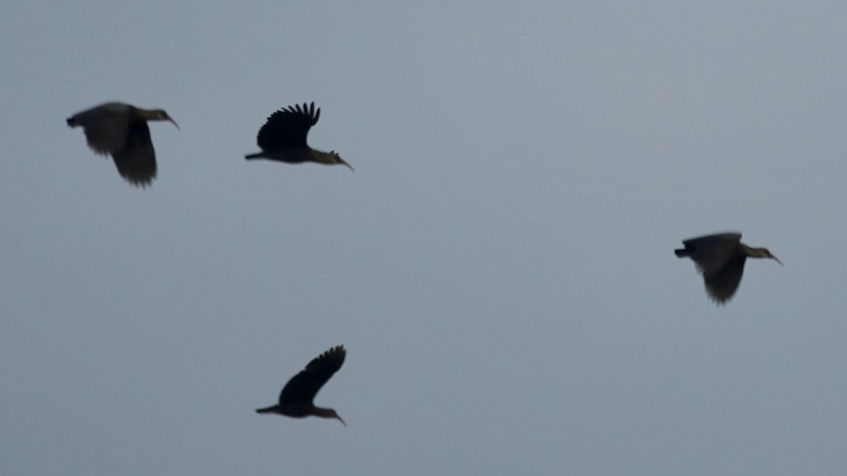 ibis olivový - ML575819431