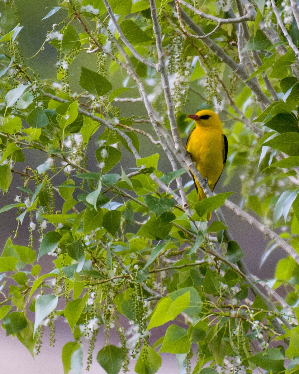Indian Golden Oriole - ML575820001