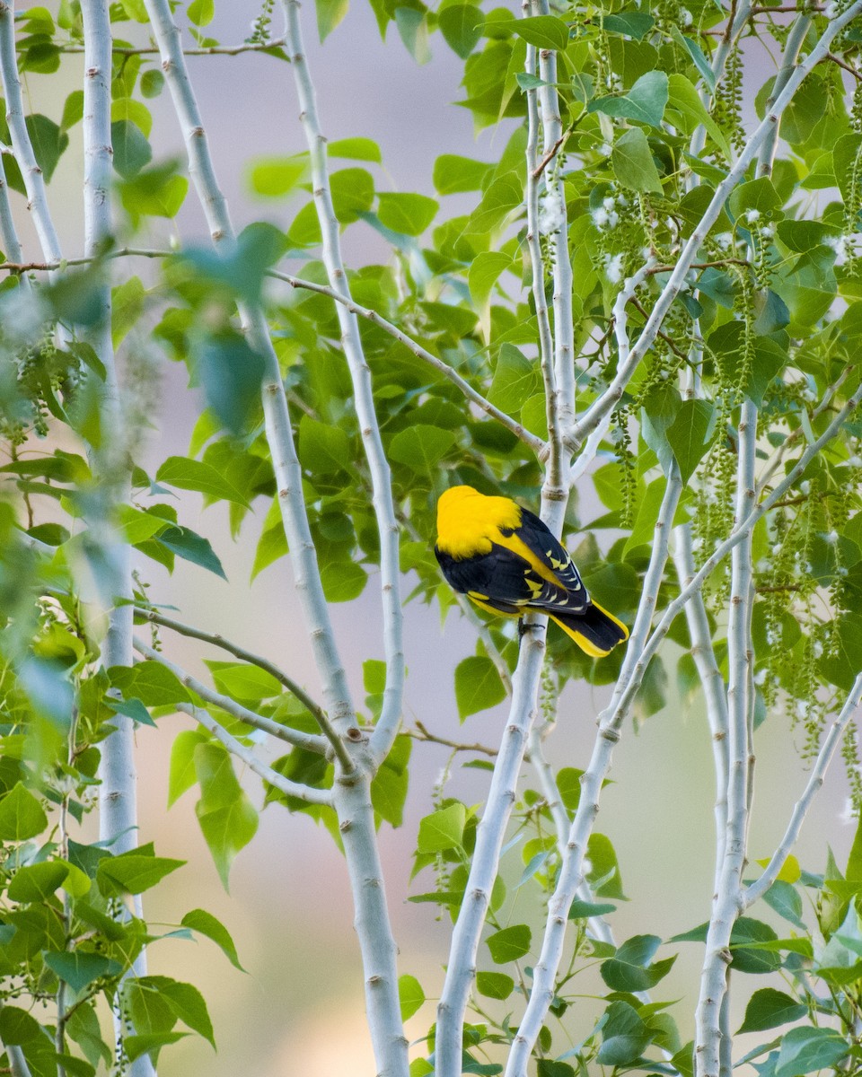Indian Golden Oriole - ML575820011