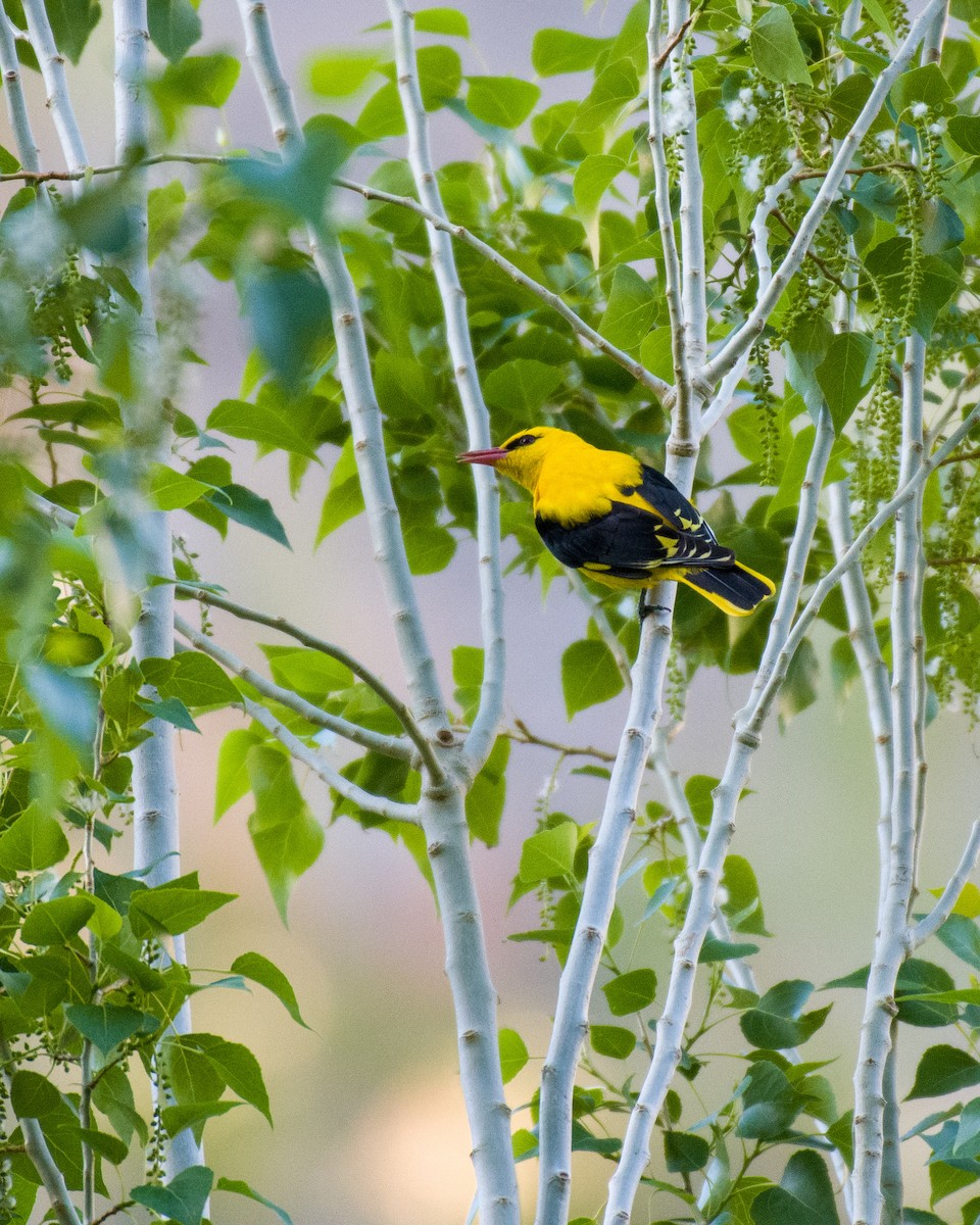 Indian Golden Oriole - ML575820021
