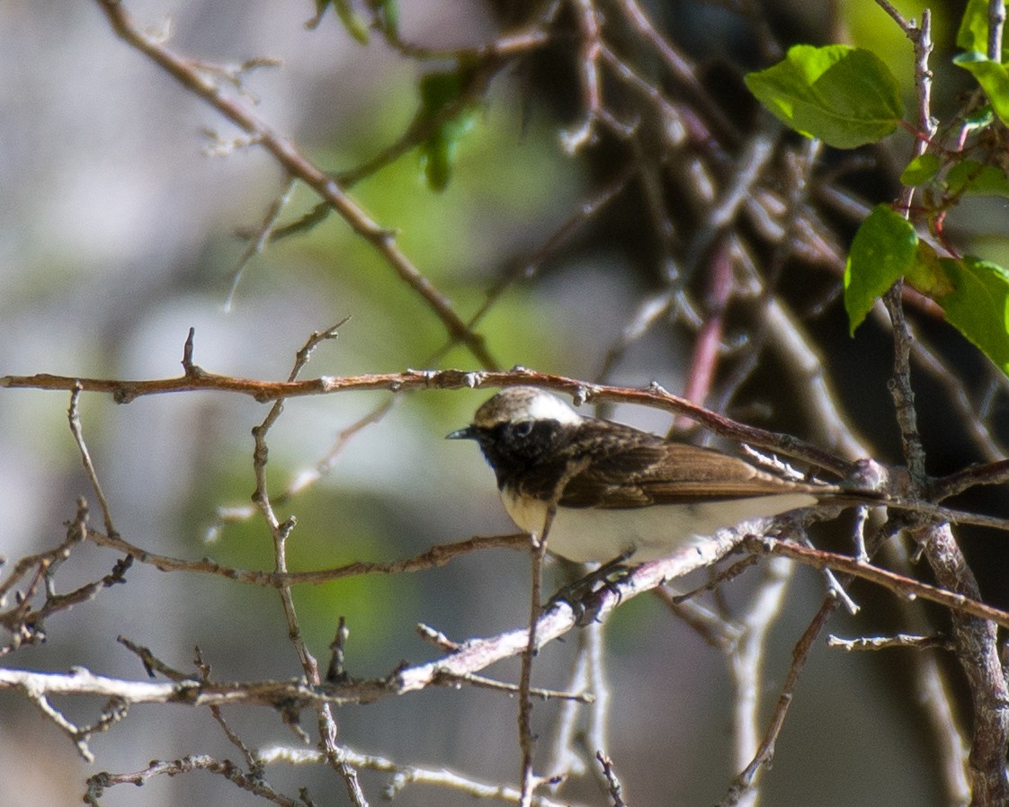 Pied Wheatear - ML575820321