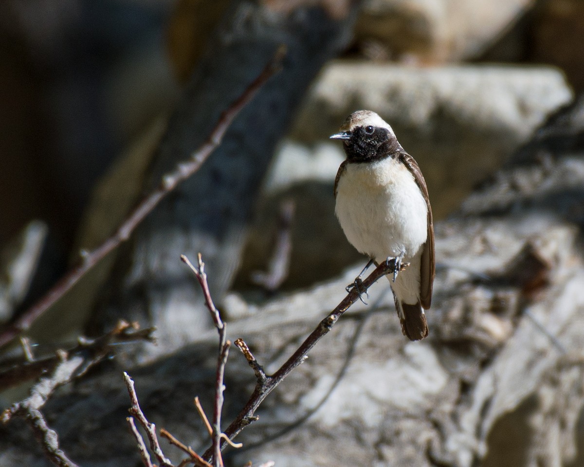 Pied Wheatear - ML575820341