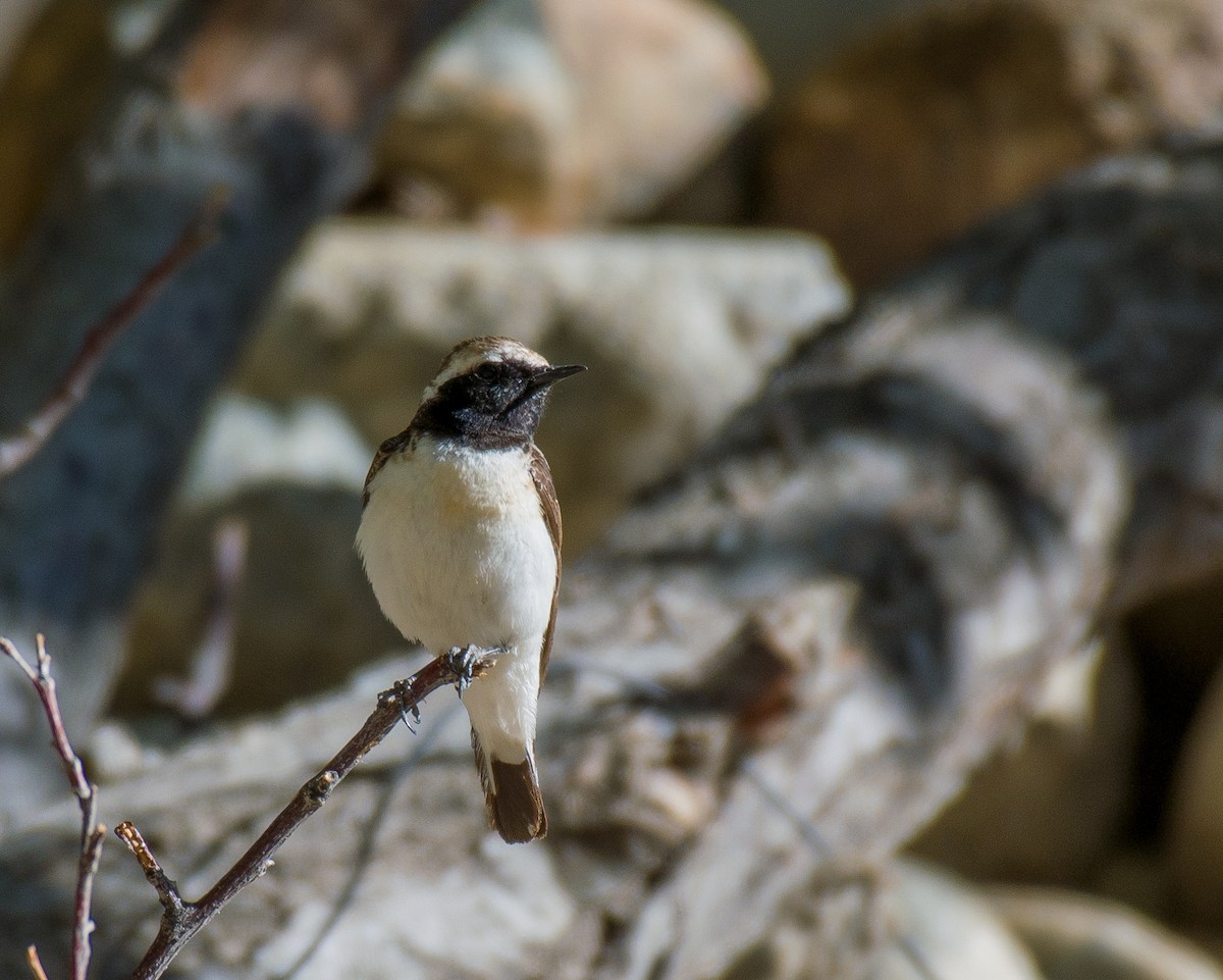 Pied Wheatear - ML575820351