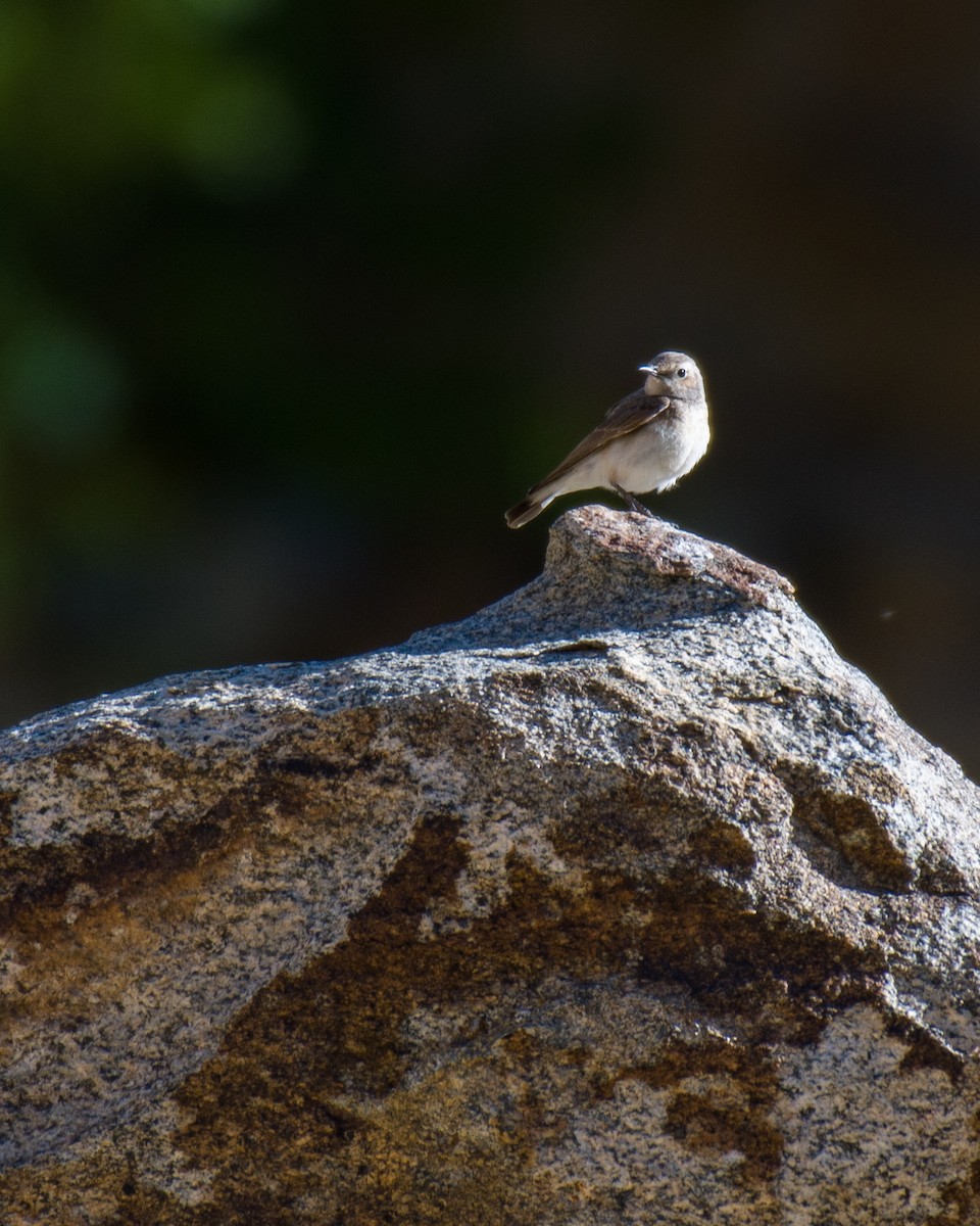 Pied Wheatear - ML575820361