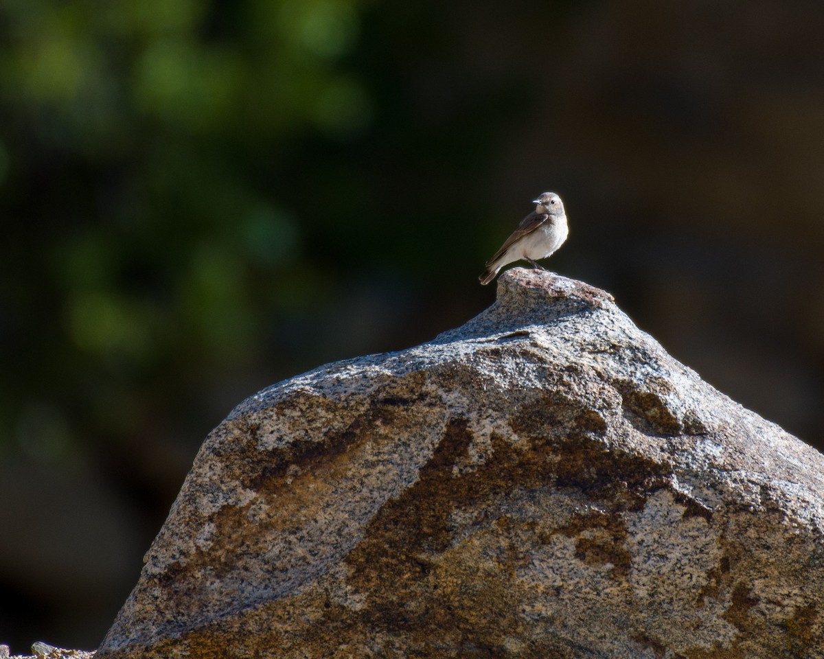 Pied Wheatear - ML575820391