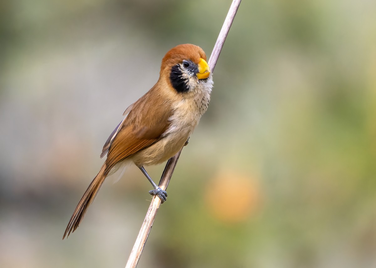 Spot-breasted Parrotbill - ML575821291