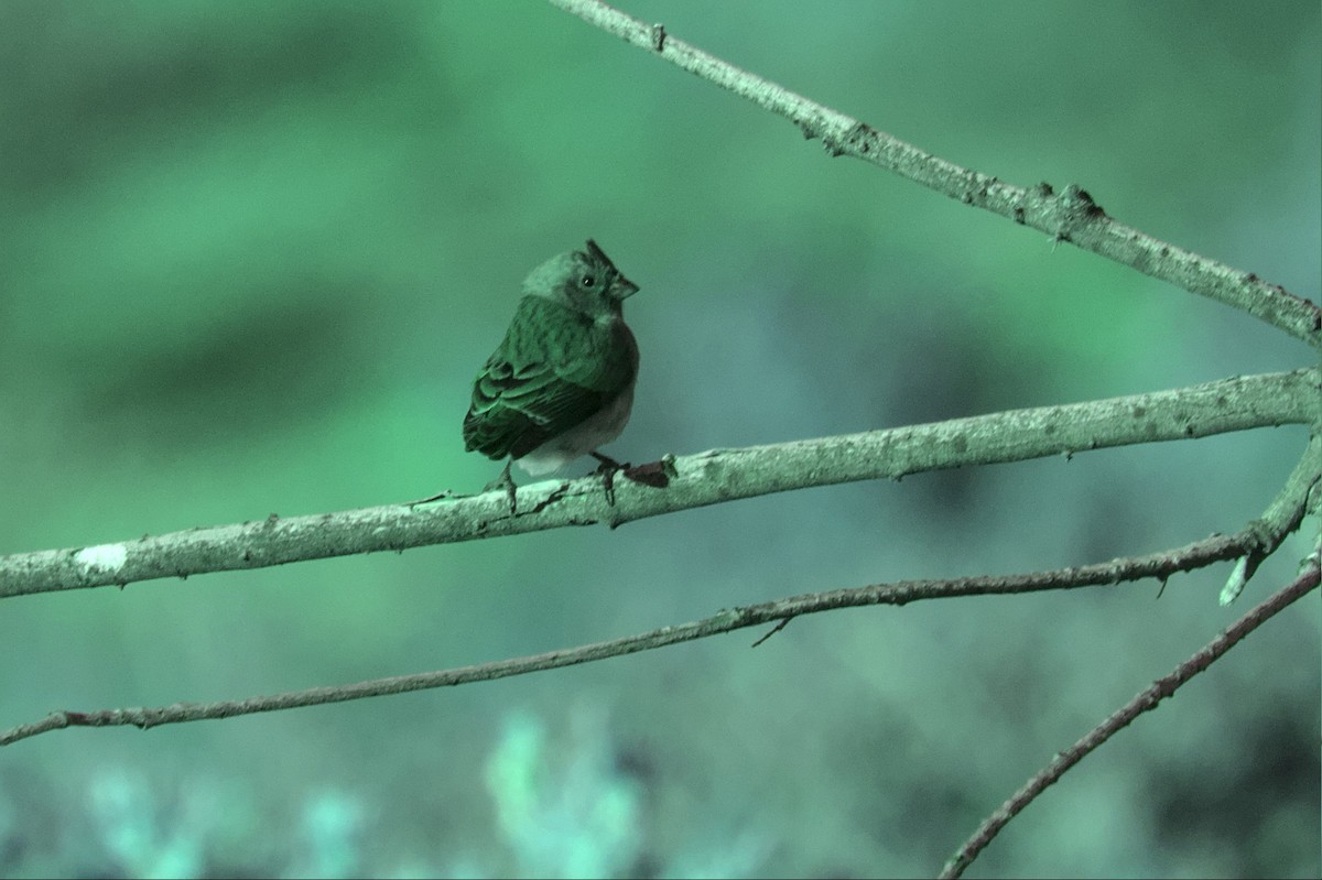 Black-headed Canary (Black-headed) - ML575823501