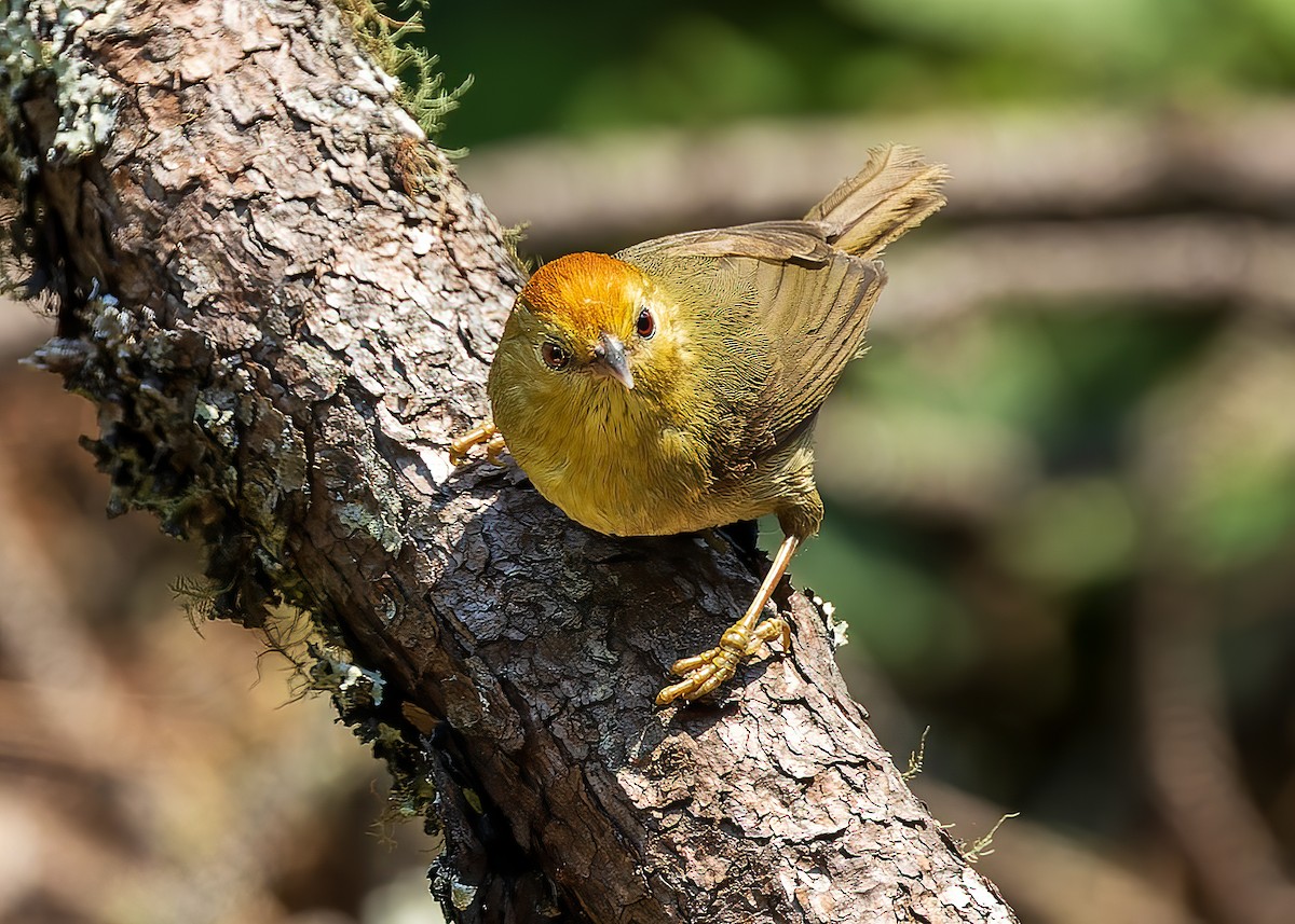 Rufous-capped Babbler - drdharmesh patel