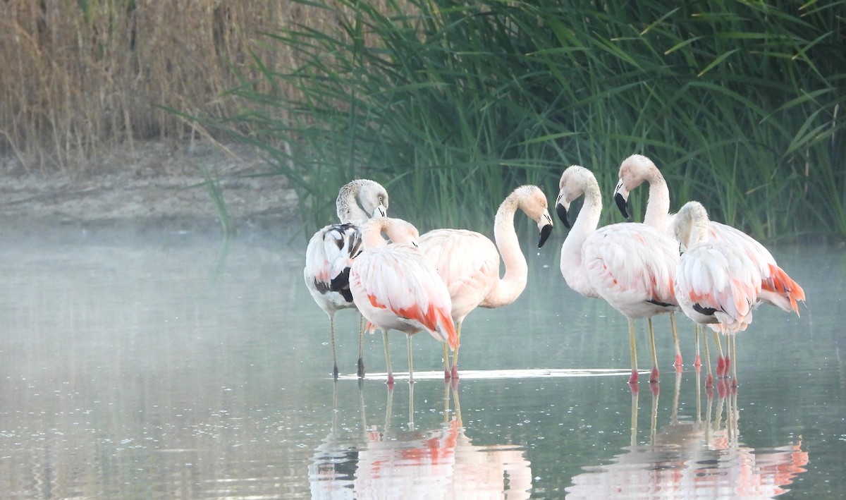 Chilean Flamingo - Rafael Salcedo