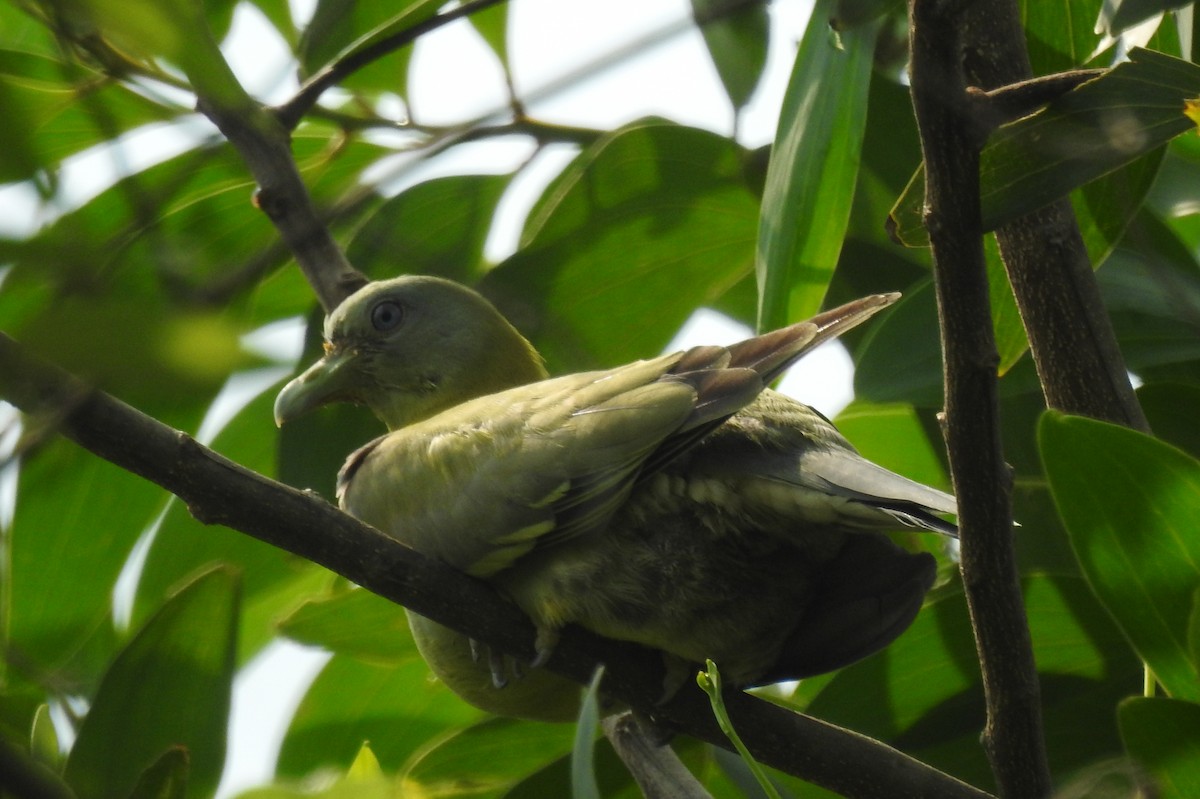 Gray-fronted Green-Pigeon - ML575825511