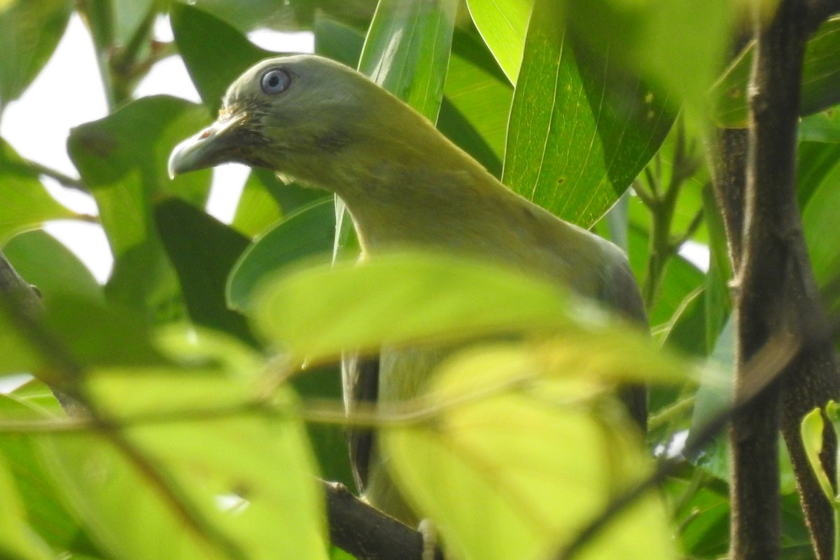 Gray-fronted Green-Pigeon - ML575825521