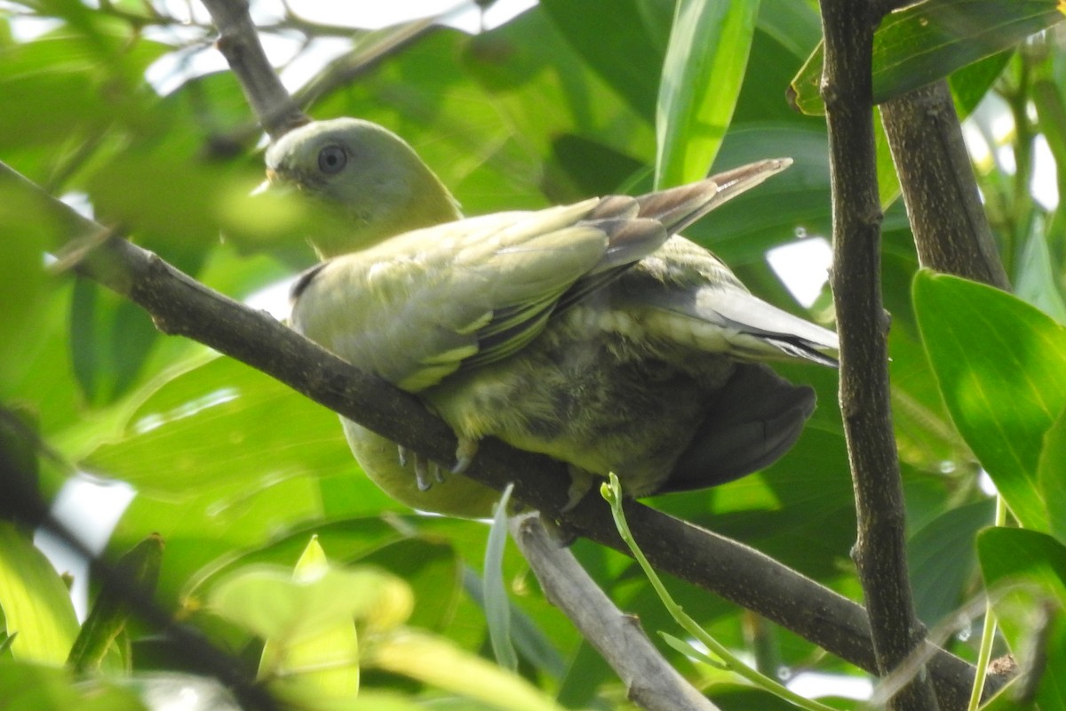 Gray-fronted Green-Pigeon - ML575825531