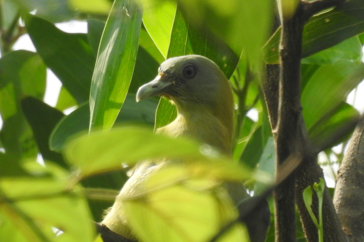 Gray-fronted Green-Pigeon - ML575825541