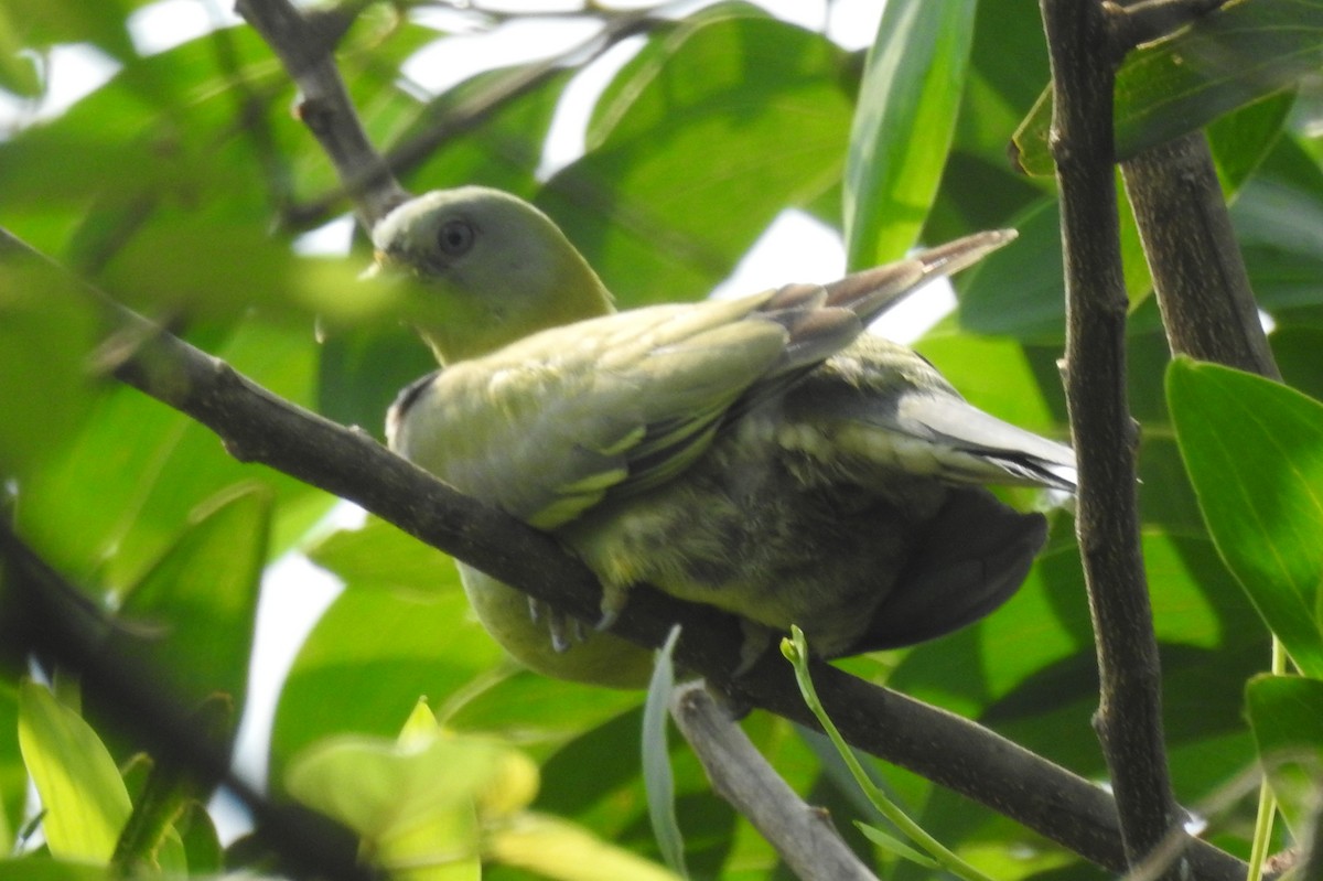 Gray-fronted Green-Pigeon - ML575825551