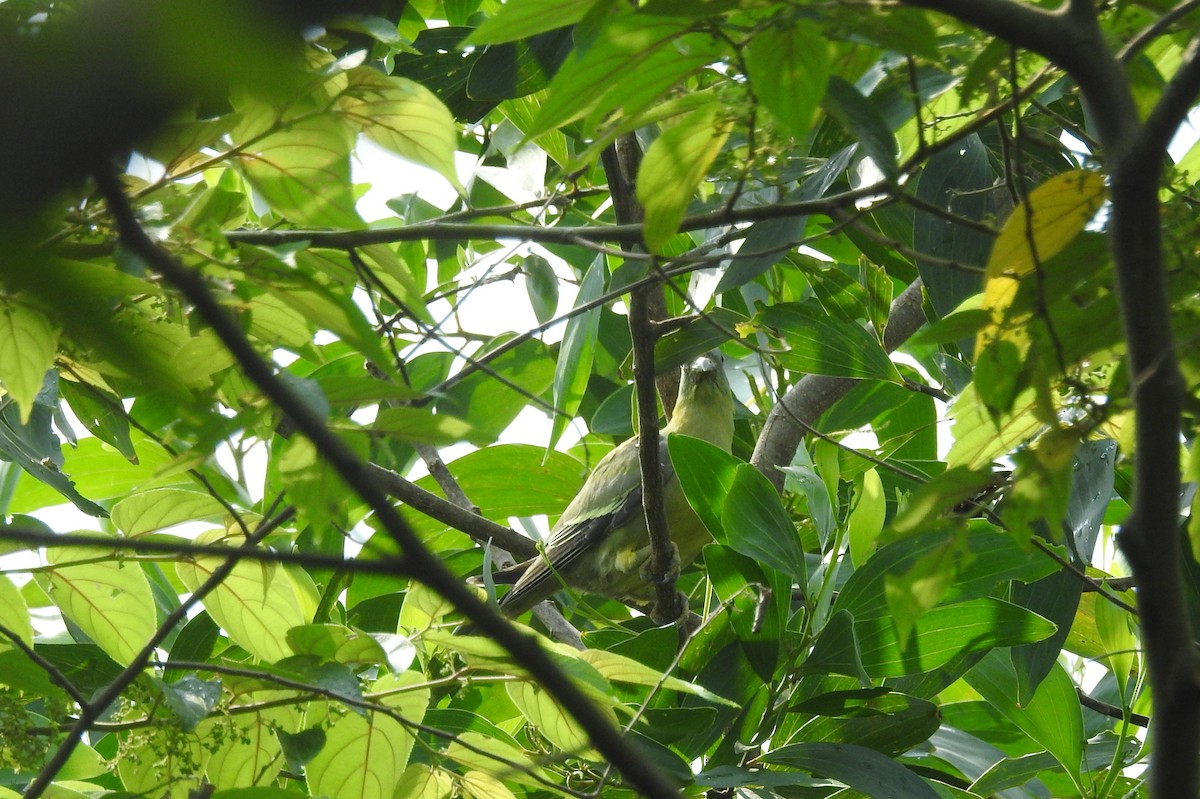 Gray-fronted Green-Pigeon - ML575825561