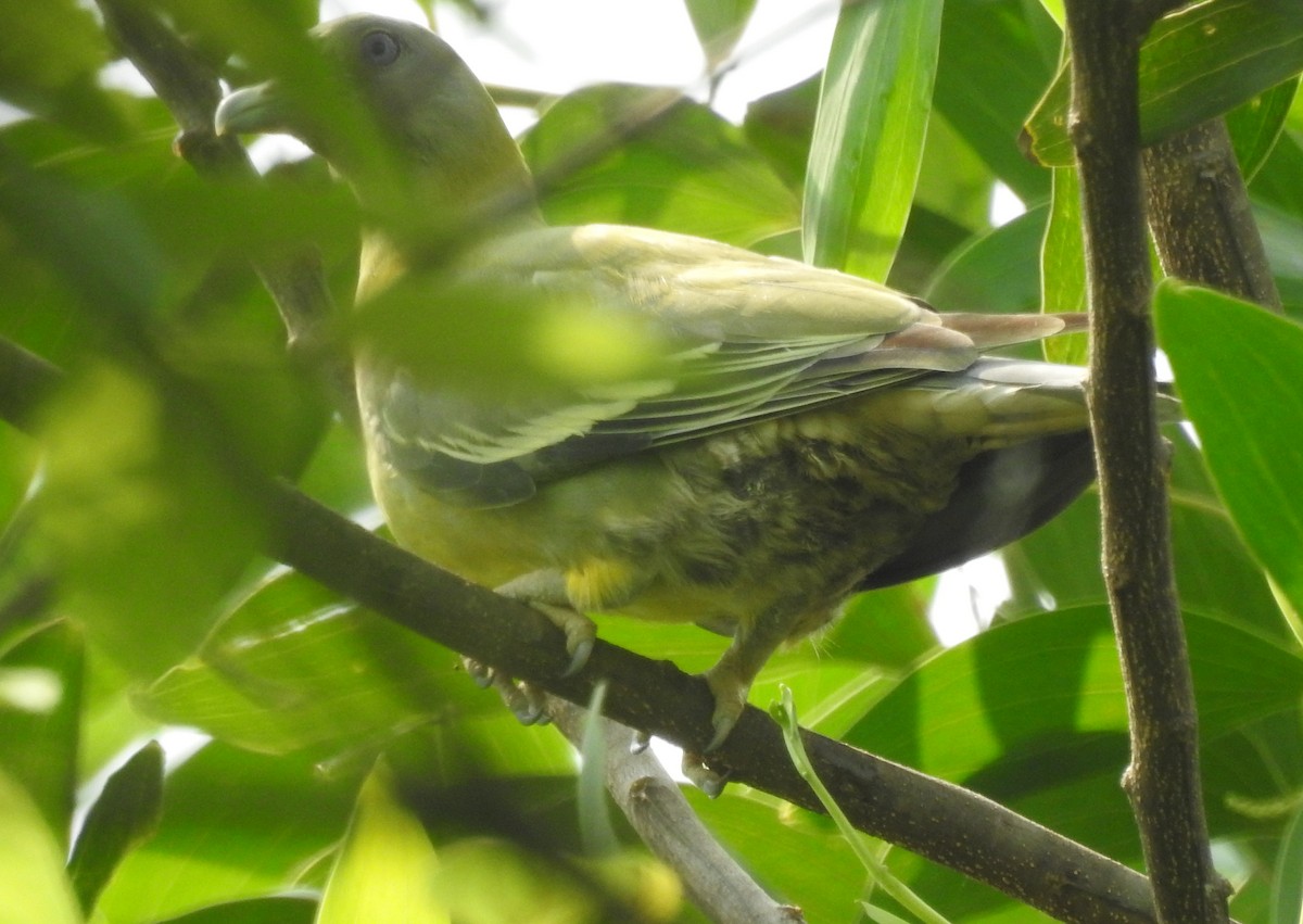 Gray-fronted Green-Pigeon - ML575825571