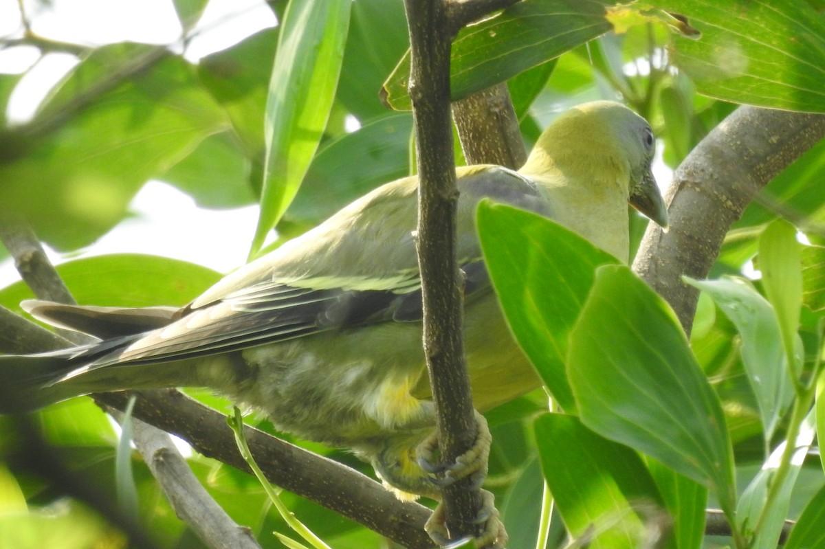 Gray-fronted Green-Pigeon - ML575825591