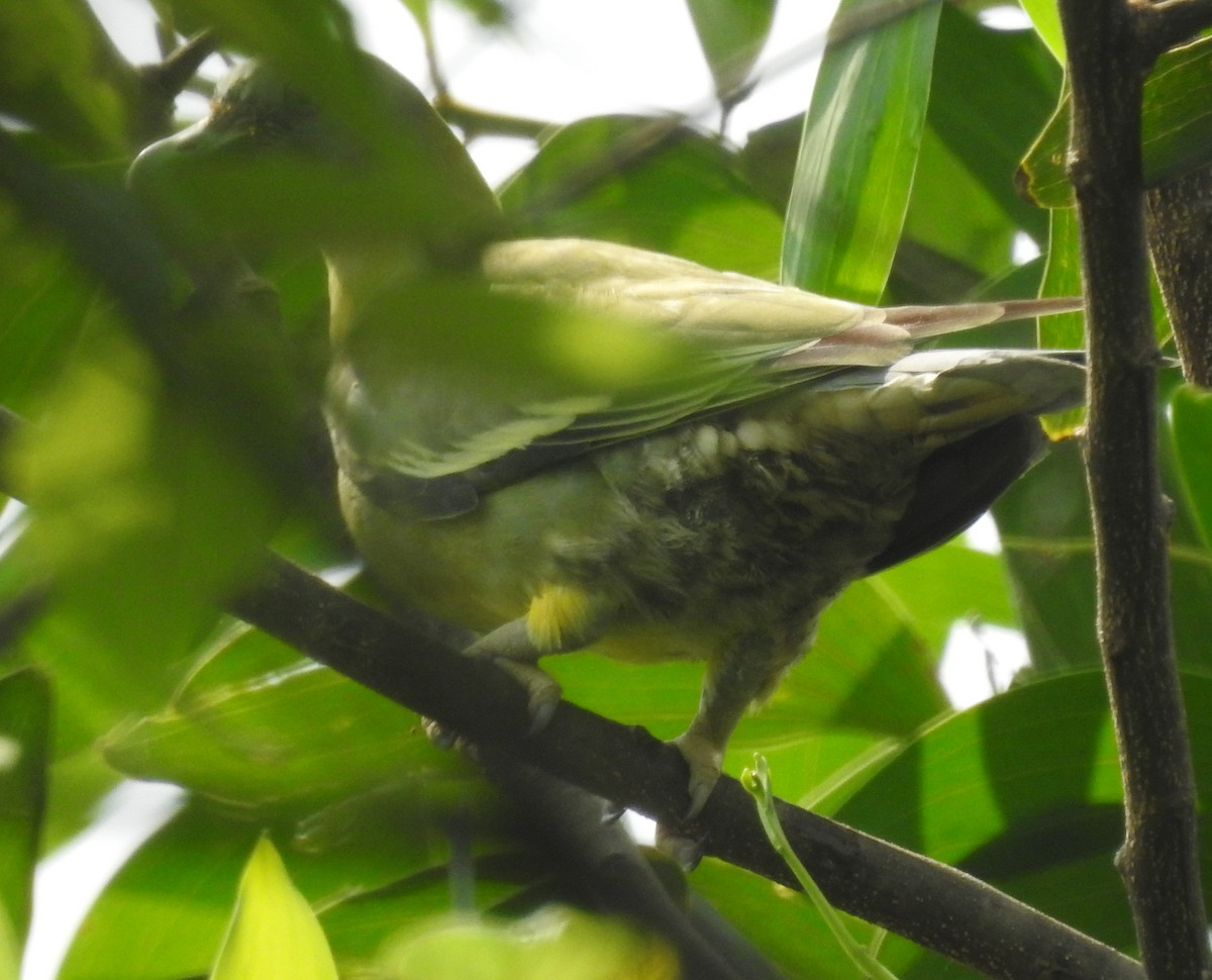 Gray-fronted Green-Pigeon - ML575825601