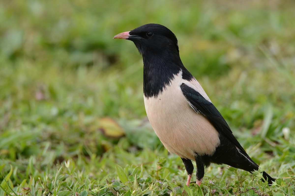 Rosy Starling - Ergün Cengiz