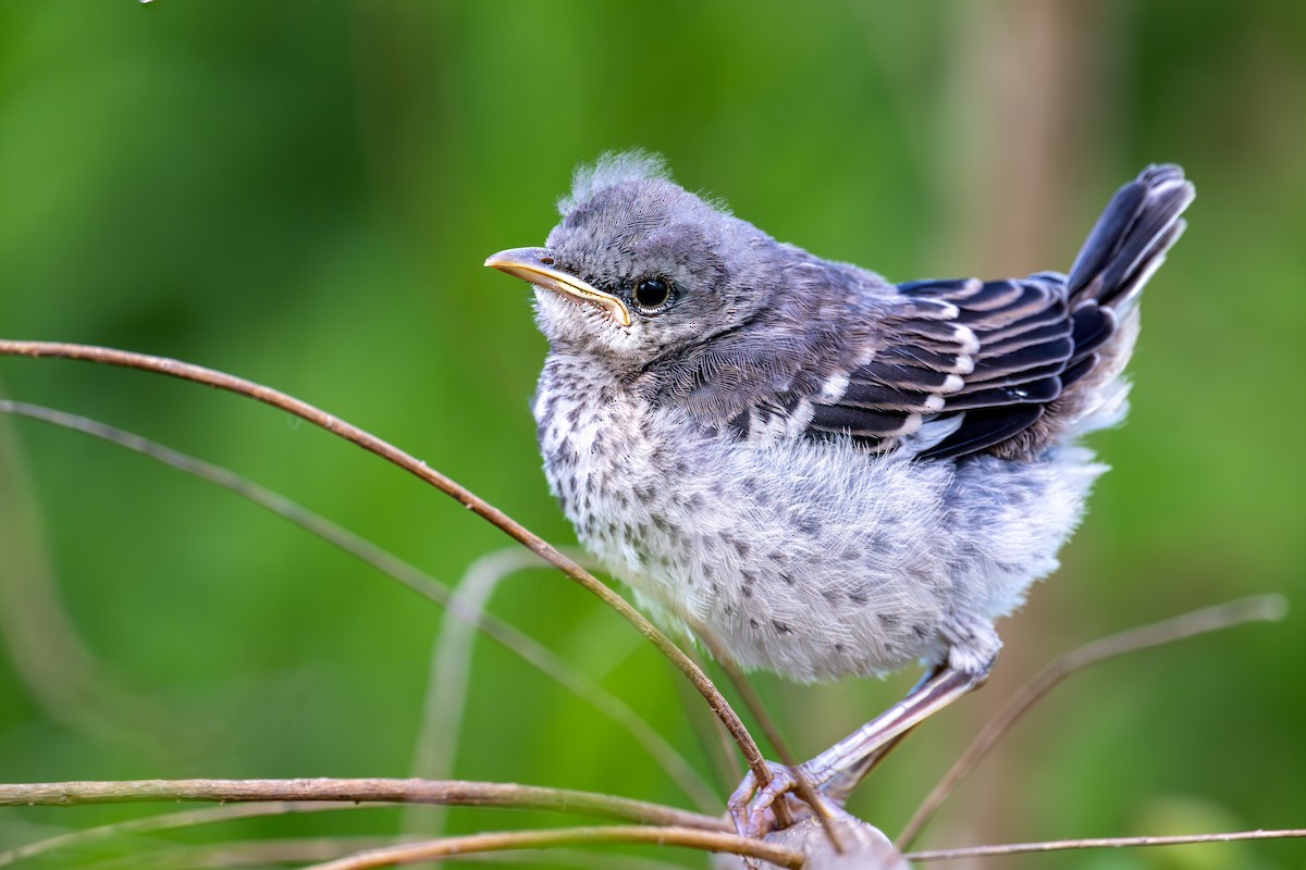 Northern Mockingbird - Ron Buening