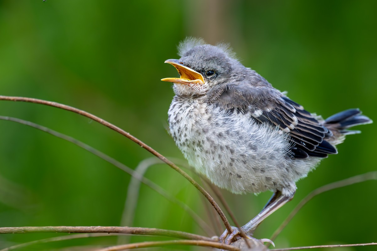 Northern Mockingbird - Ron Buening