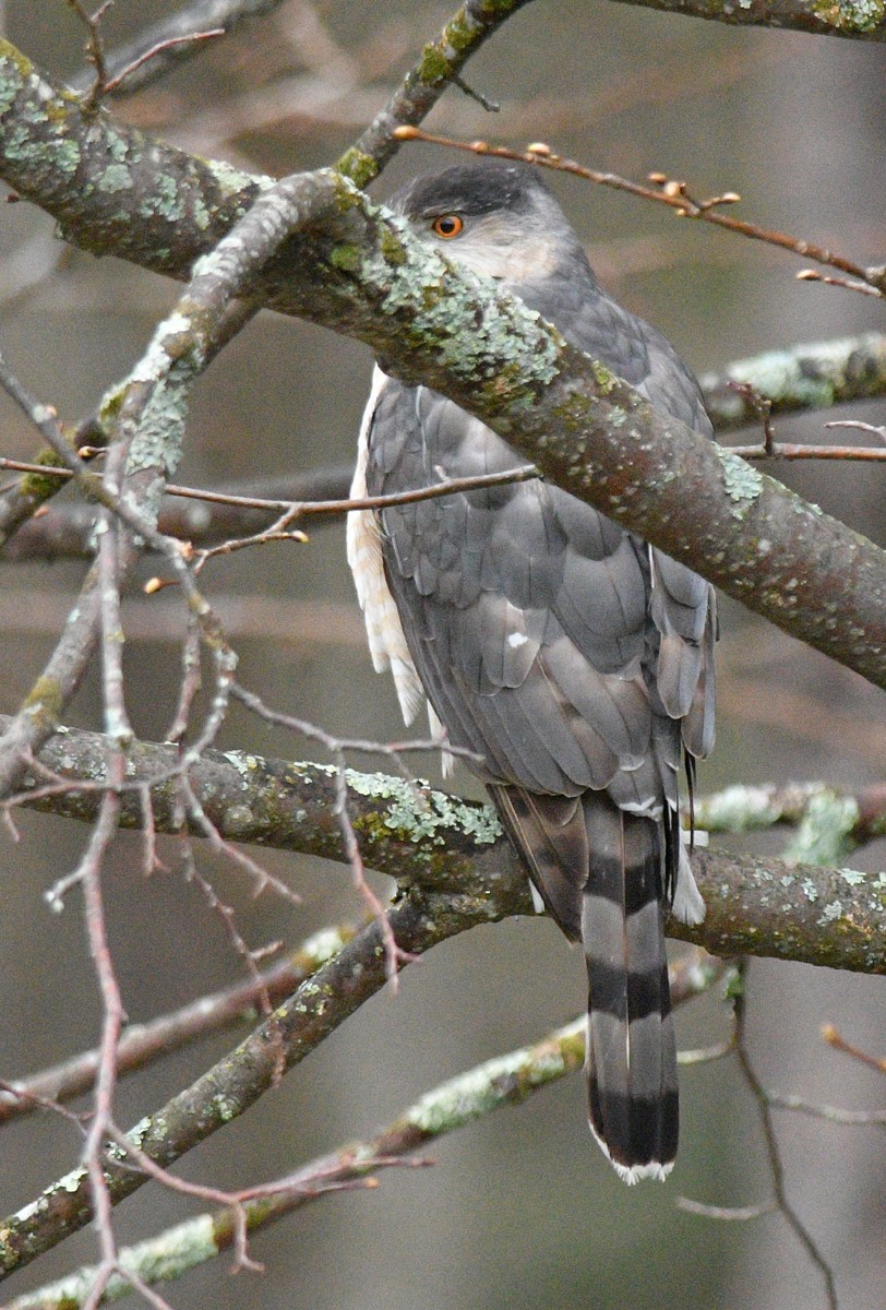 Cooper's Hawk - ML57582691