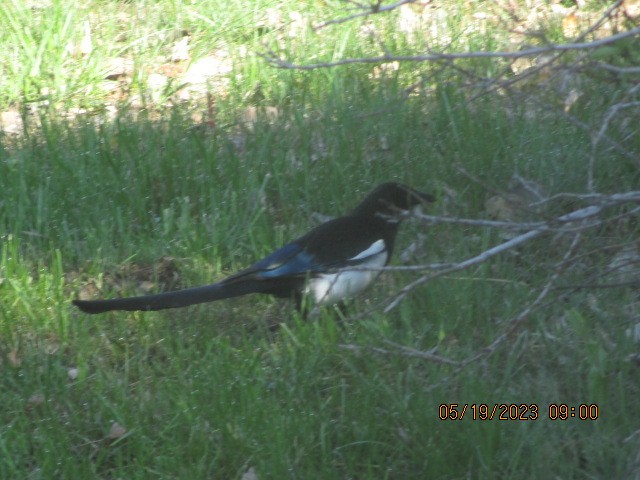 Black-billed Magpie - ML575826971