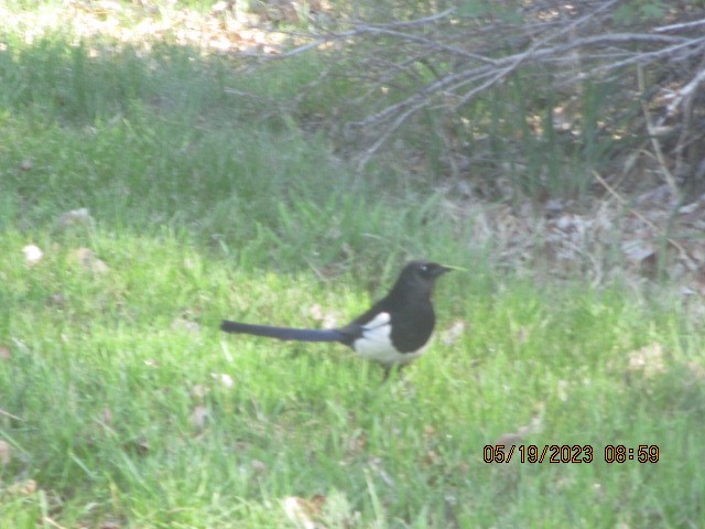 Black-billed Magpie - ML575826981