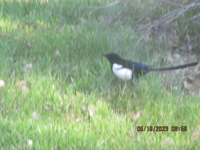 Black-billed Magpie - ML575826991