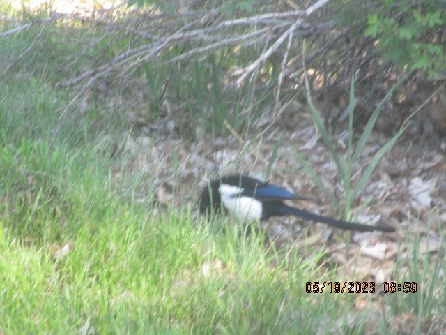 Black-billed Magpie - ML575827001